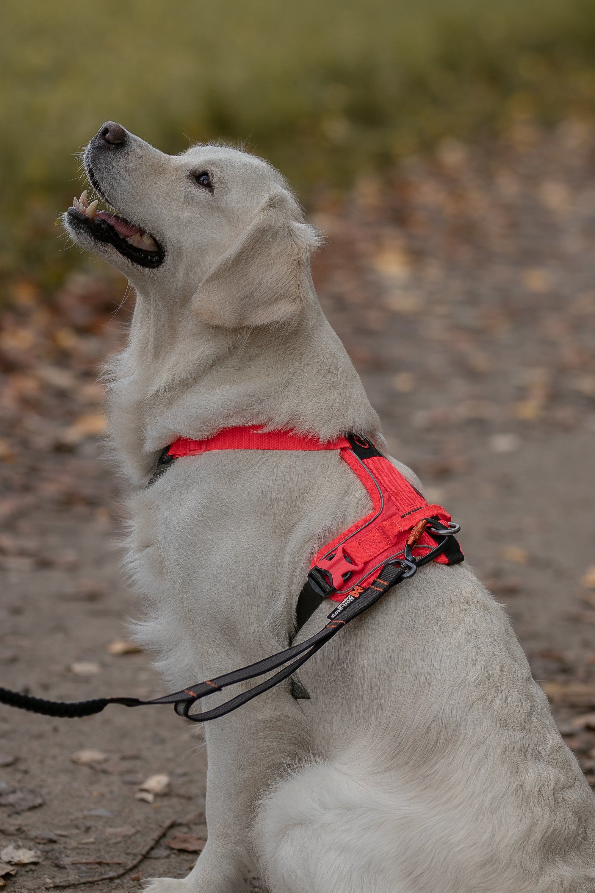 Ramble Harness Spot On Nutrition